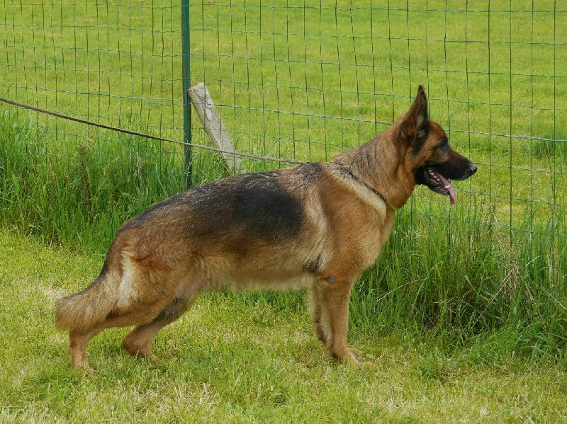 Furanie De La Vallee Des Mustangs