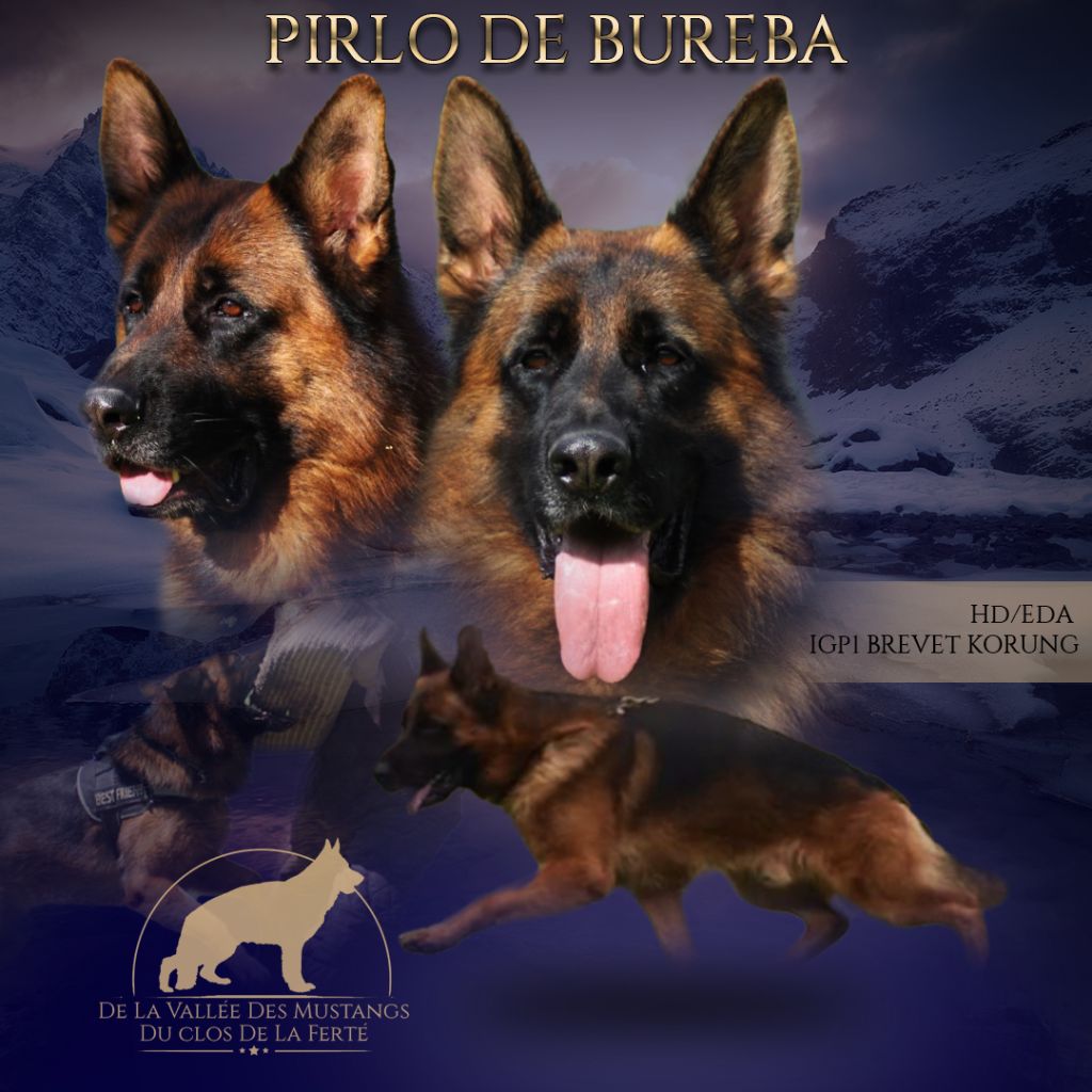 Pirlo de bureba