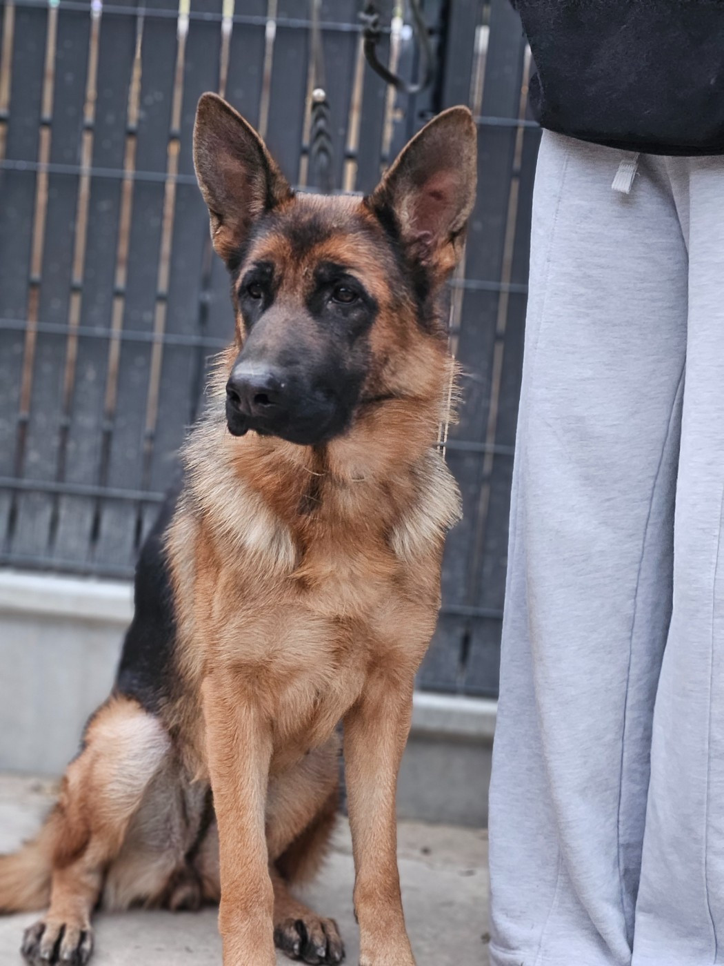 Jeune femelle poil court à vendre