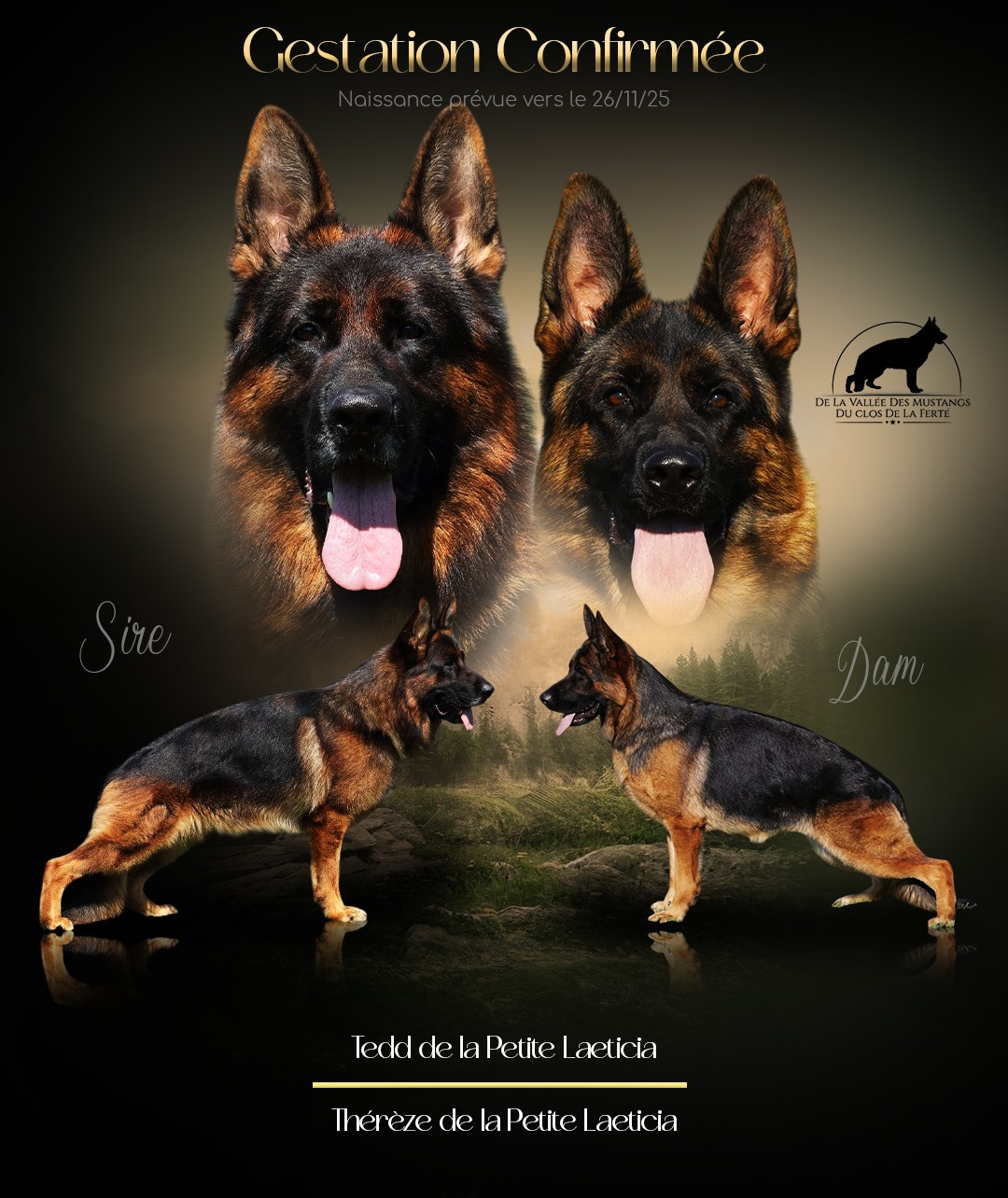 Des bébés poil court bientôt à l'élevage