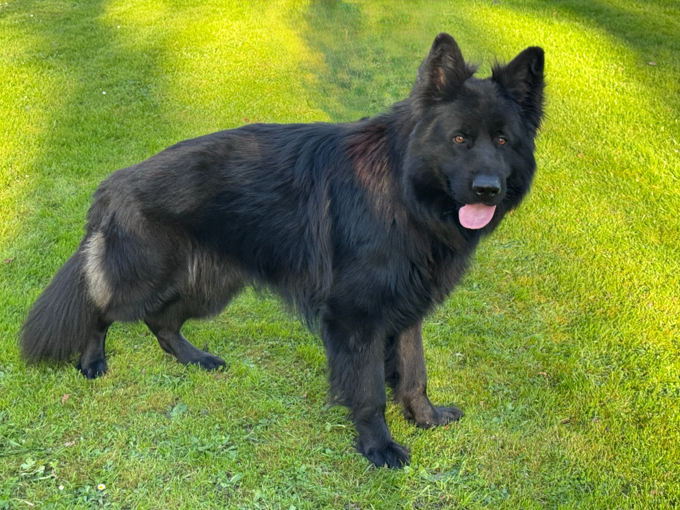 Jeune mâle poil long à placer