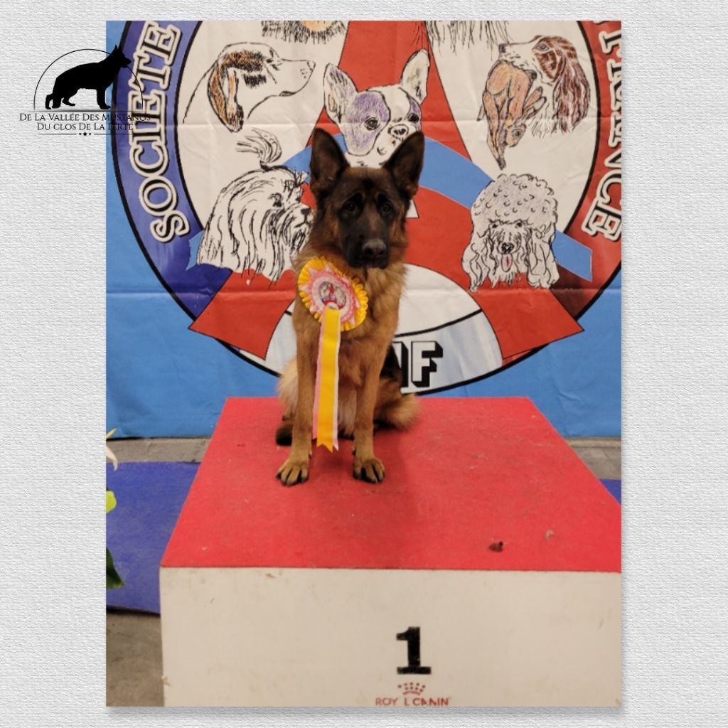 De La Vallee Des Mustangs - Résultat Paris dog Show 2022