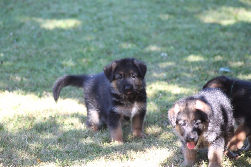 LES BEBES